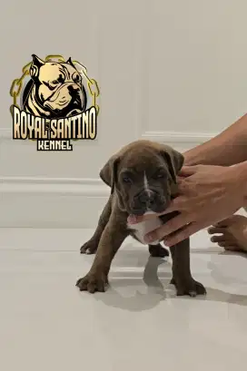 XL American Bully