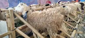 Hewan qurban murah 2025#hewan qurban bandung#sapi murah#domba murah