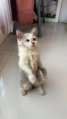 Kucing Norwegian x Himalayan