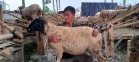 Hewan qurban murah 2025#hewan qurban bandung#sapi murah#domba murah