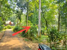 Dijual Kebun Durian 1400m² Jonggol Cileungsi Bogor Timur