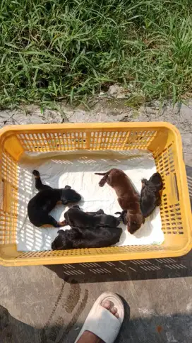 Doberman puppies