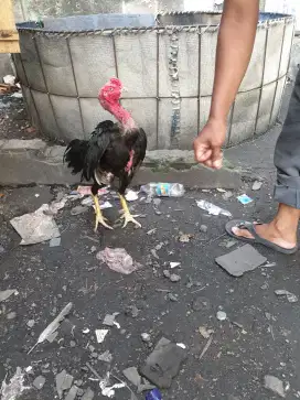 Ayam bangkok original