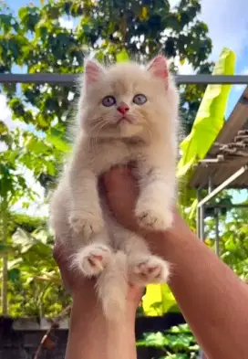 Kucing Persia rasa BSH
