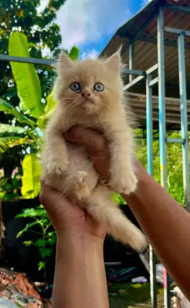 Kucing Persia Gembul