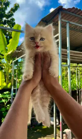 Kucing Persia Lucu