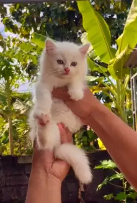 Kucing Putih Polos