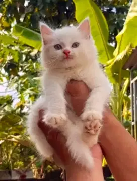 Kucing Persia Putih Bersih