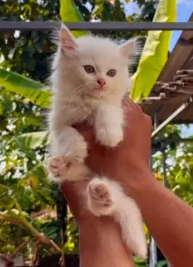Kucing Persia Putih