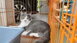 Kucing BSH Bico Blue usia 7th (Non Pad)