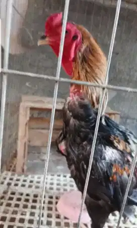 Ayam shamo jago usia 1,5 thn super big