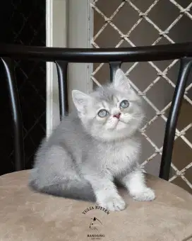 Kitten BSH Mix Exotic Shorthair Jantan
