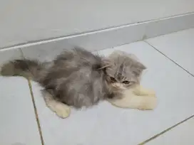 Kitten Persia longhair pesek