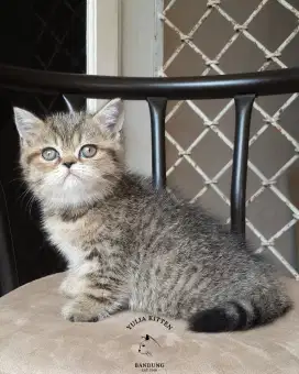 Kitten BSH Mix Exotic Shorthair Betina