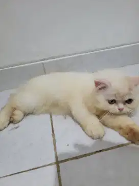 Kucing persia kitten longhair pesek