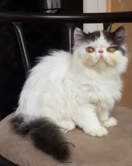 Kitten Persia Longhair Betina