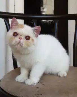 Kitten Exotic Shorthair Jantan