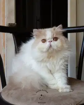 Kitten Persia Longhair Jantan