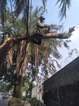 jasa tabang pangkas pohon.