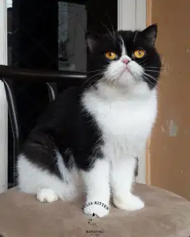Indukan Proven Exotic Shorthair Betina