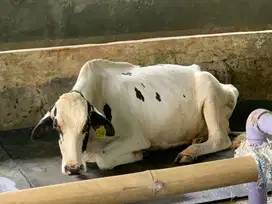 Jual Sapi Perah Betina dan Sapi Jantan Qurban