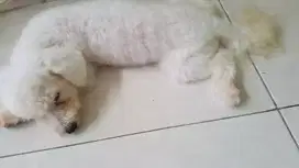 Bichon Korea non Stb ras murni