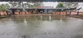 Di jual butuh kolam pemancingan ikan aktif