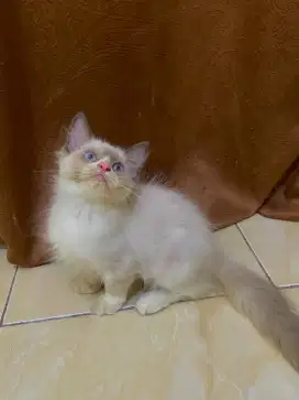 Kucing ragdoll Munchkin 3/4