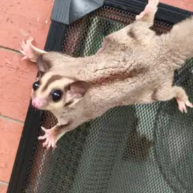 sugar glider siap breeding
