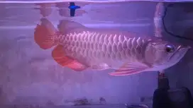 Arwana golden red 45cm