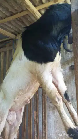 Kambing korban dan aqikoh