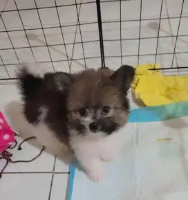 anjing shitpom usia 2bulan