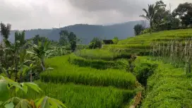 Tanah sawah produktif sangat strategis view lepas ke gunung