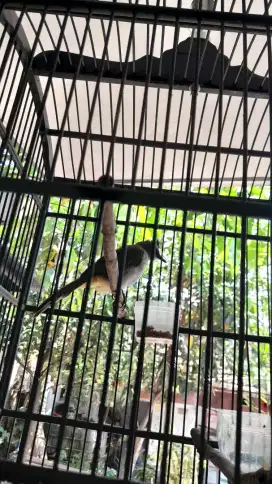 Burung trocokan gacor