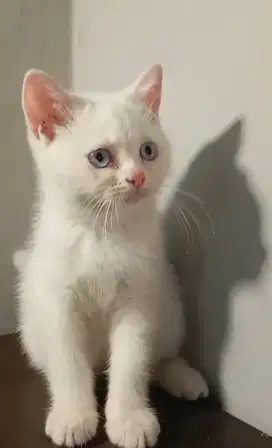 MUNCHKIN NS WHITE SOLID