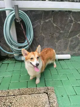 Anjing Corgi Stambum