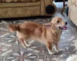 Anjing Corgi Stambum