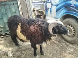 Hewan qurban kambing /sapi ready sudah terverifikasi dinas kesehatan