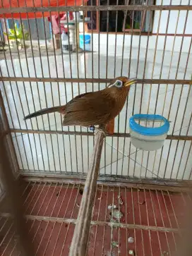 Wambie betina siap ternak