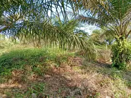 Jual Tanah Perkebunan