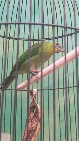 Murai Paruh hitam