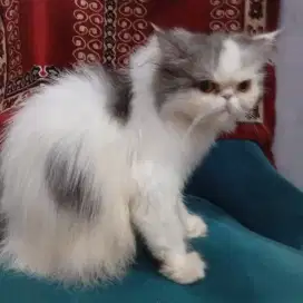 Kucing Persia Peaknose