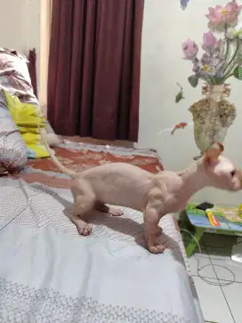Dwelf white  jantan 4 bln