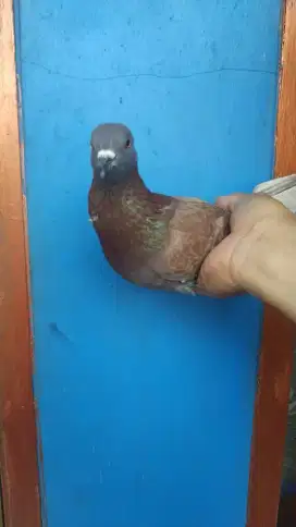 Merpati tinggian jantan 22 nya