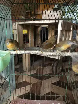 Jenggot mini borongan 3 ekor