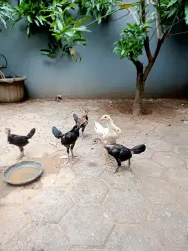 Ayam kampung anakan