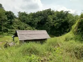 Tanah sawah luas 1000 meter