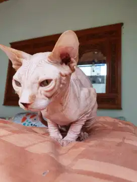 Kucing Sphynx Jantan