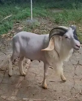 Domba qurban padasuka atas