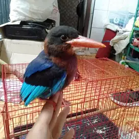 Burung tengek udang jinak